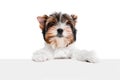 Studio image of cute little Biewer Yorkshire Terrier, dog, puppy leaning on box over white background. Concept of animal Royalty Free Stock Photo