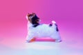 Studio image of cute little Biewer Yorkshire Terrier, dog, puppy looking upwards over pink background in neon light Royalty Free Stock Photo