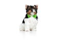 Studio image of cute little Biewer Yorkshire Terrier, dog, puppy, posing in green bow over white background. Concept of Royalty Free Stock Photo