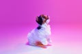 Studio image of cute little Biewer Yorkshire Terrier, dog, puppy, posing in a jump over pink background in neon light Royalty Free Stock Photo