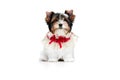 Studio image of cute little Biewer Yorkshire Terrier, dog, puppy, posing in red bow over white background. Concept of Royalty Free Stock Photo