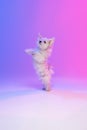 Studio image of cute white Maltese dog dancing on hind legs isolated over gradient blue purple background in neon light Royalty Free Stock Photo