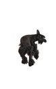 Studio image of funny, cute, black Riesenschnauzer dog running away against white background