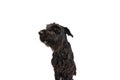 Studio image of funny, cute, smart, black Riesenschnauzer dog looking at camera with serious muzzle against white