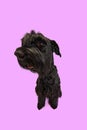 Studio image of funny dog, black Riesenschnauzer sitting, looking against purple background