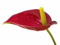 Singe Red Anthurium flower against a white background