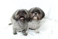 Two shih tzu dogs sitting close looking up at viewer on white cloth background