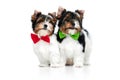 Studio image of two cute little Biewer Yorkshire Terrier, dog, puppy, posing in colorful bows over white background Royalty Free Stock Photo