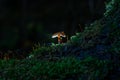 Small fungi mushroom on green moss with dark backgrounds and a t Royalty Free Stock Photo