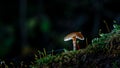 Small fungi mushroom on green moss with dark backgrounds and a t Royalty Free Stock Photo