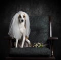 Abandoned bride Royalty Free Stock Photo