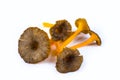 Studio photo on five yellow trumpet mushrooms yellow foot in a p