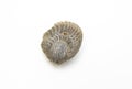 studio photo of fossil mollusca from Cretaceous Royalty Free Stock Photo