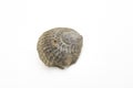 studio photo of fossil of mollusca from Cretaceous Royalty Free Stock Photo