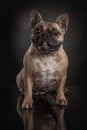 Studio photo of french bulldog over black background