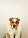 Funny staffordshire terrier dog portrait in sunglasses and hippy coat