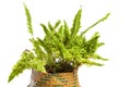 Studio photo shoot of a Nephrolepis exaltata blue bell fern.