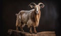 studio photo shot of Oberhasli goat on dark background. Generative AI Royalty Free Stock Photo