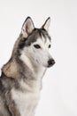 husky studio profile Royalty Free Stock Photo