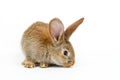 Single grey bunny rabbit type Flemish Giant, on white background Royalty Free Stock Photo