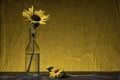 Studio photo of sunflowers Royalty Free Stock Photo