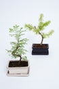 A studio photo of two miniature Bonsai trees