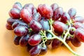 A Studio Photograph of a Bunch of Crimson Seedless Grapes Vitis Vinifera