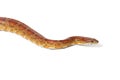 A close up studio photograph of a corn snake
