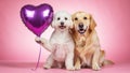 Golden Retriever and white Poodle dog holding a purple heart balloon on pink background. pets celebrating Valentine\'s Day Royalty Free Stock Photo