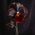 Black Tulip Pansy With 24k Gold Stem And Red Sapphires