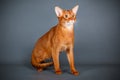 Abyssinian cat on colored backgrounds
