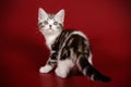 American shorthair cat on colored backgrounds