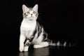 American shorthair cat on colored backgrounds