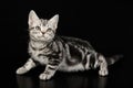 American shorthair cat on colored backgrounds