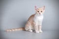 Aphrodite giant cat on colored backgrounds Royalty Free Stock Photo