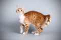 Aphrodite giant cat on colored backgrounds Royalty Free Stock Photo