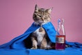 Studio photography of a cat with a bottle of vodka on colored backgrounds.