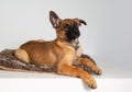 cute purebred belgian shepherd malinois puppy