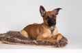 photography of a purebred belgian shepherd malinois puppy