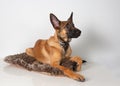 Photography of a cute, little Malinois puppy