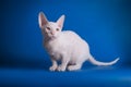 Don Sphynx cat on colored backgrounds