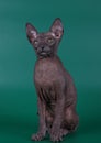 Don Sphynx cat on colored backgrounds