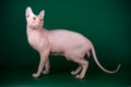 Don Sphynx cat on colored backgrounds