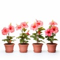 Studio Photography: Four Pink Hibiscus Flowers In Pots On White Background Royalty Free Stock Photo