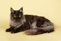 Maine Coon cat on colored backgrounds