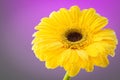 Studio photography of a natural flower