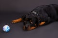 Studio portrait of adorable rottweiler with ball.