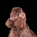 Studio portrait American Cocker Spaniel dog Royalty Free Stock Photo