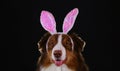 Studio portrait of Aussie on black background. Happy New Year 2023 rabbit. Dog wears pink bunny ears on head. Australian