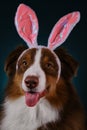 Studio portrait of Aussie on dark blue background. Happy New Year 2023 rabbit. Dog with pink bunny ears on head. Happy